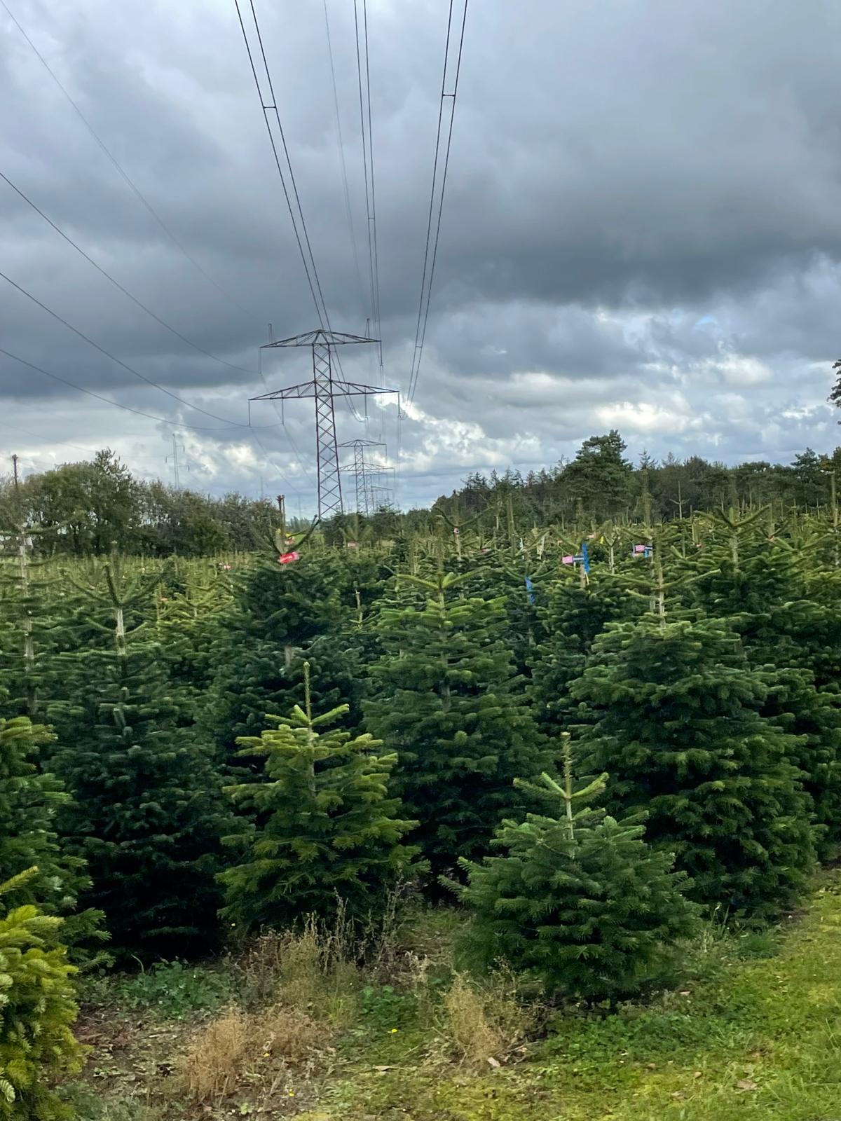 Frischer Weihnachtsbaum