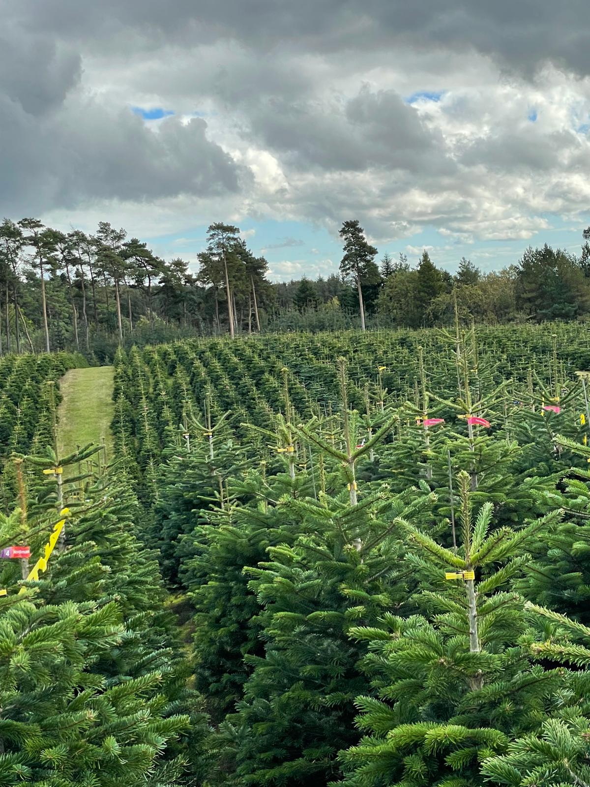Weihnachtsbaum-Verkaufsstand