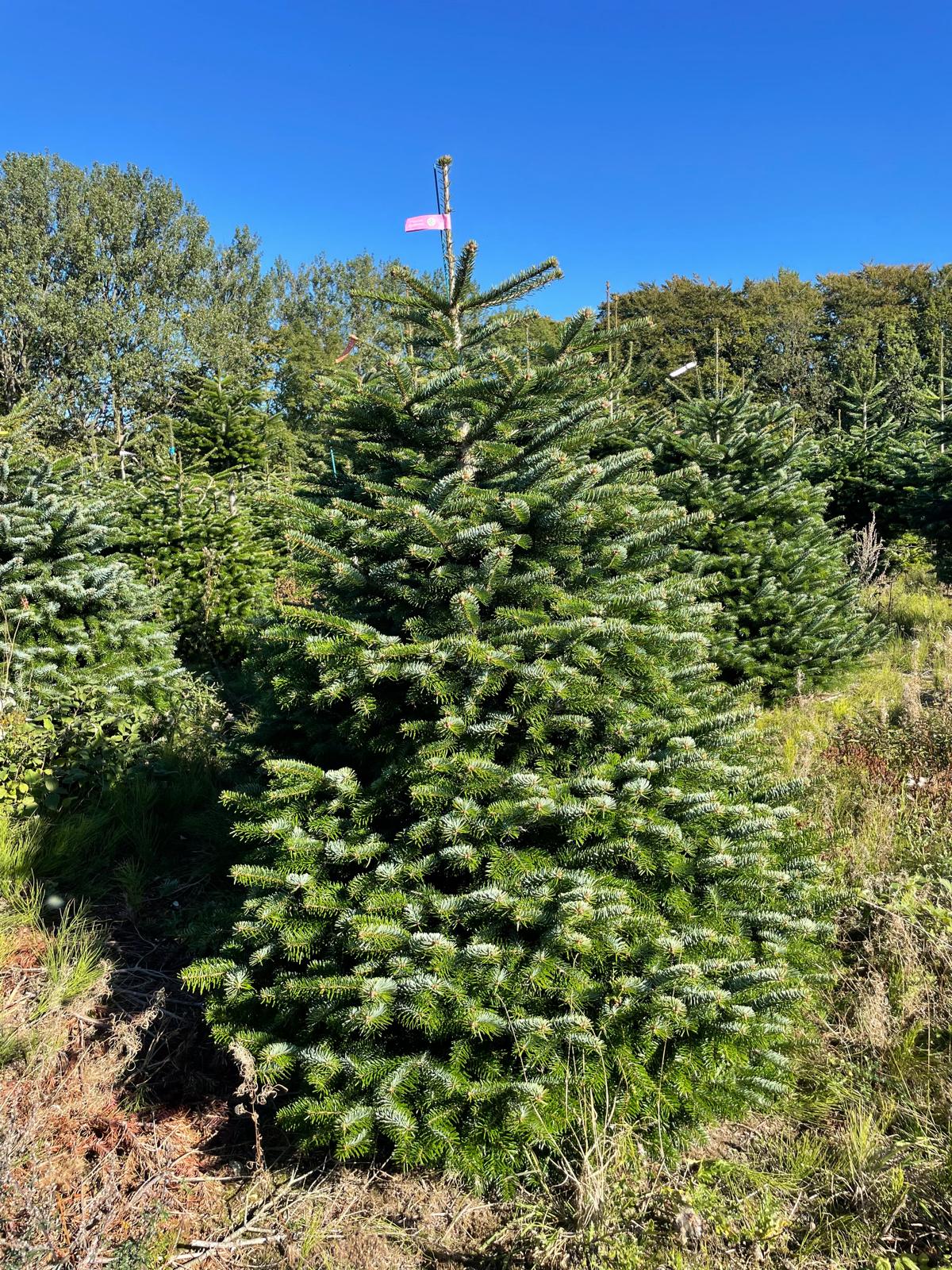 Weihnachtsbaum im Netz